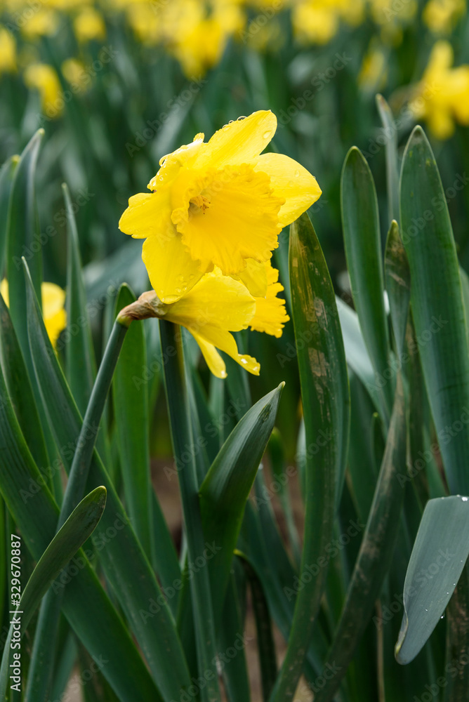Close up of bright yellow daffodil blooming in a field of daffodils Close up of bright yellow daffodil blooming in a field of daffodils