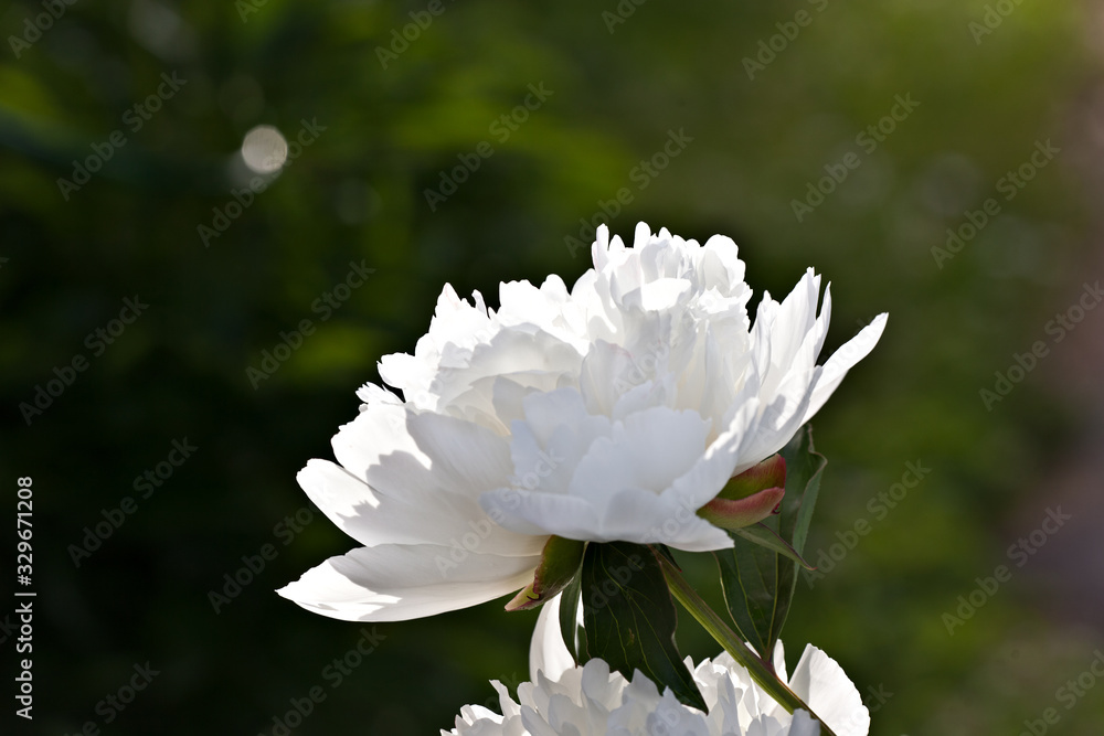 Shrub white peonie in the garden Shrub white peonie in the garden