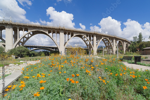  The Reginald Desiderio Park in Pasadena and the Colorado Street bridge over the Arroyo Seco. Image showing seasonal golden poppies in the foreground and puffy white clouds in the background. © angeldibilio