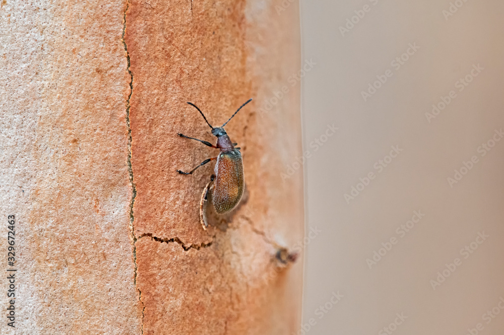 Obraz premium Golden bug - phyllotocus - nectar scarab