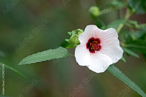 pink flower - Pavonia hastata