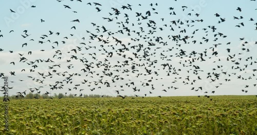 A huge flock of birds flies over a sunflower field against a background of blue sky and clouds. Crows eat farm harvest. Birds harm crops in agriculture.