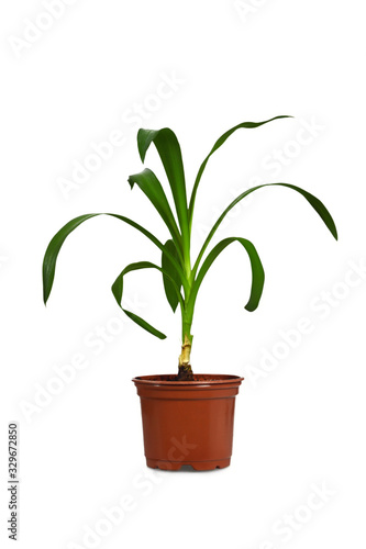 Yucca plant in flower pot isolated on white background