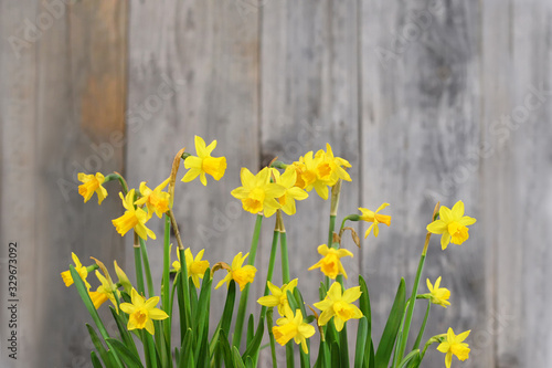Blooming daffodils (narcissus) on wooden background