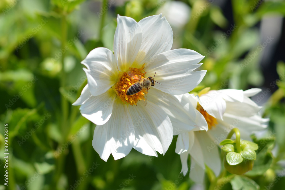 Close up of white dahlia with a honey bee Close up of white dahlia with a honey bee