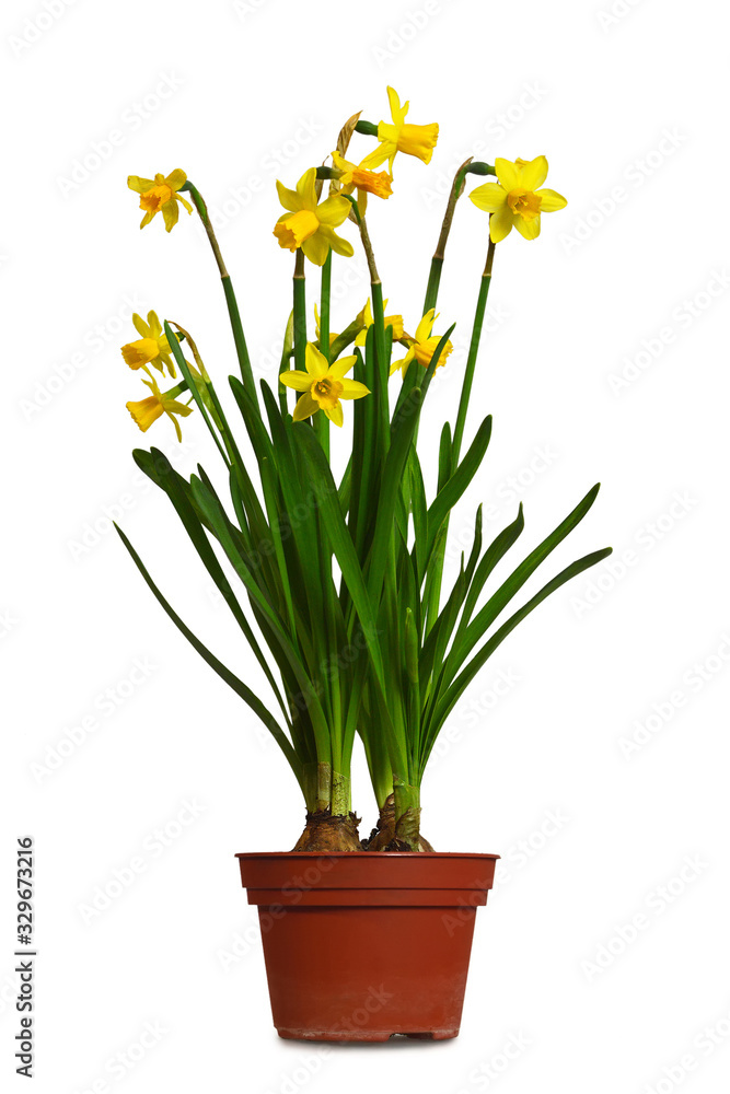 Daffodils in flowerpot isolated on white background Daffodils in flowerpot isolated on white background