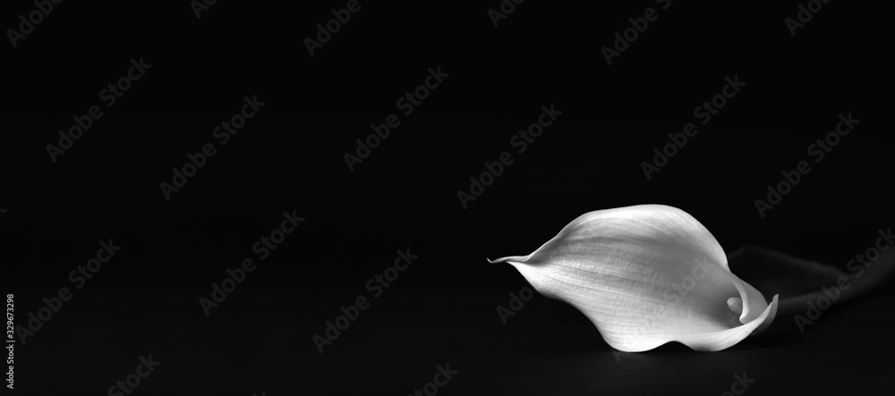 Sympathy card with calla lily isolated on black background Stock Photo