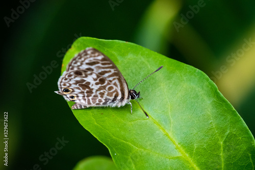 Grasswing butterfly photo