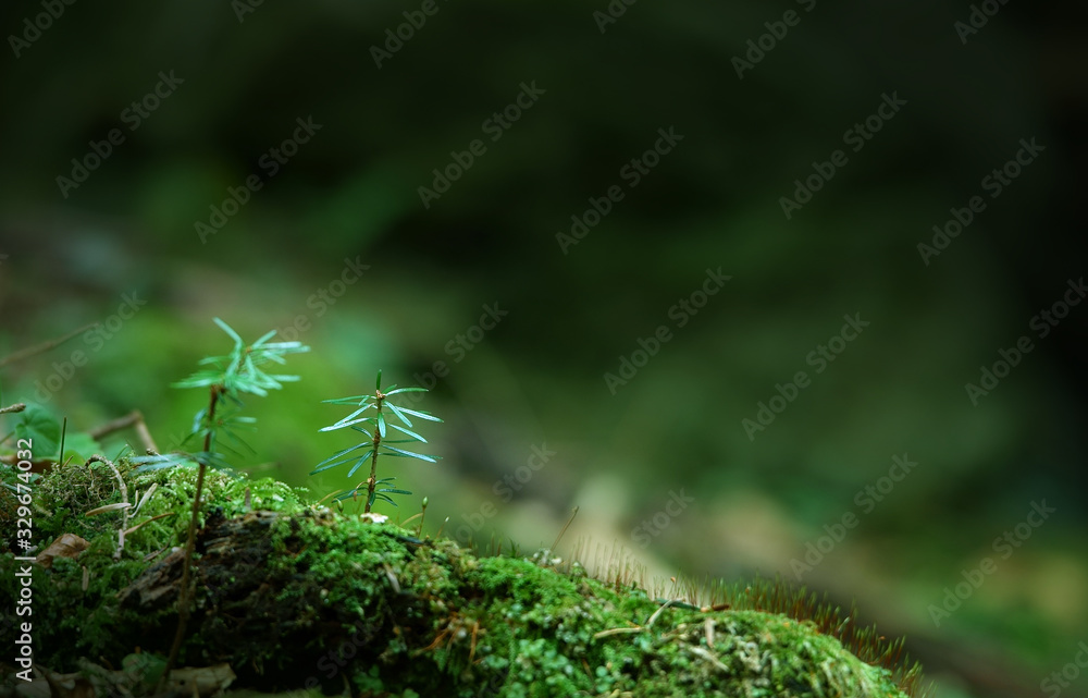 Natura Natura