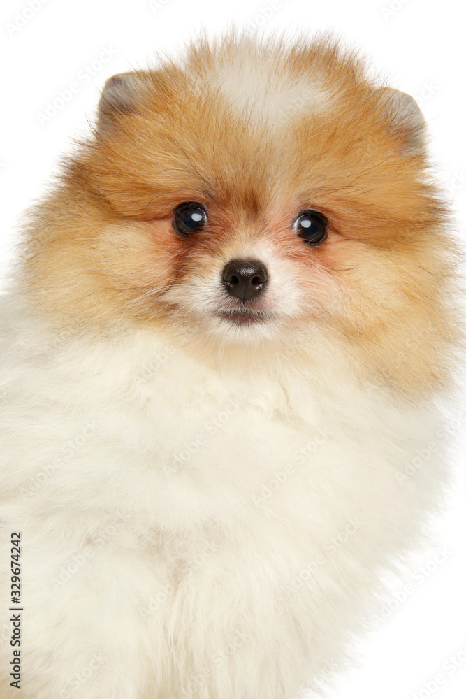 Pomeranian Spitz puppy in front of white background