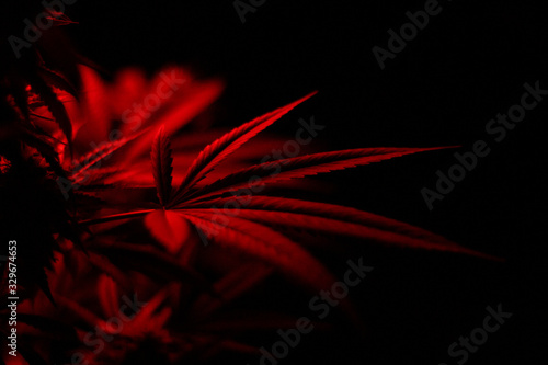 red cannabis leaf on black background