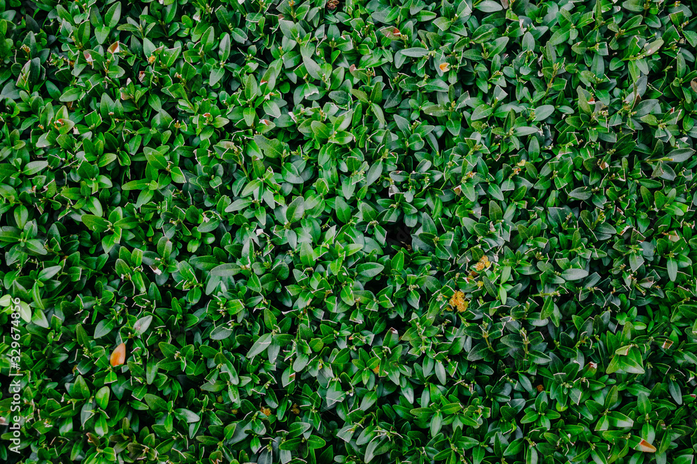 Natural green background from the foliage of evergreen boxwood Natural green background from the foliage of evergreen boxwood