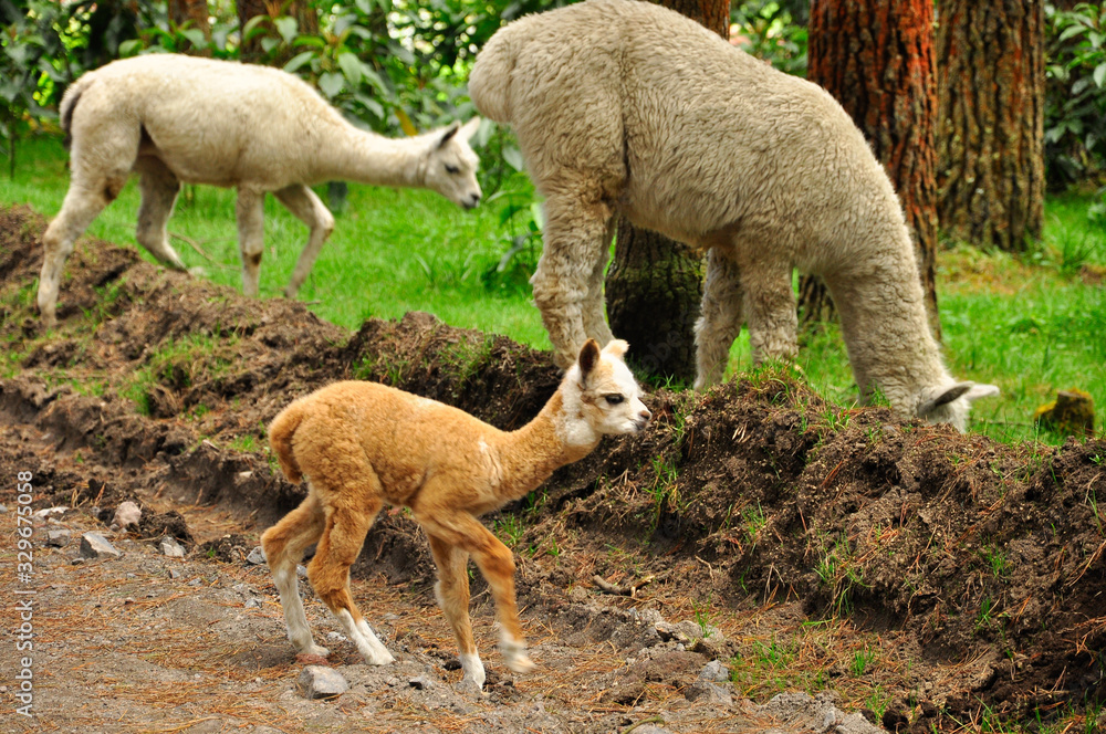 Alpaca in a forest6 Alpaca in a forest6