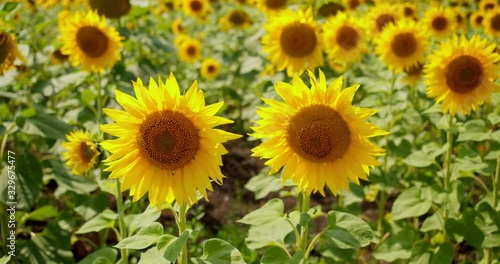 Two young sunflower flowers grow in the field in the rays of the daylight. Beautiful yellow flowers in the sun.