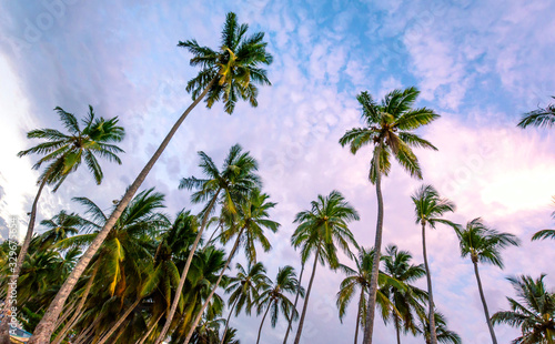 palm trees on blue sky