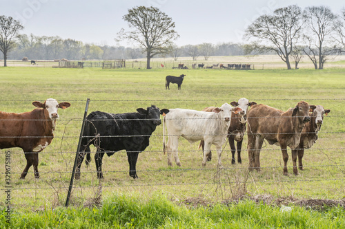 Wallpaper Mural Cows looking into the camera on a cloudy day. Torontodigital.ca