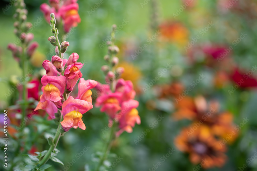 Purple antirrhinum or dragon flowers or snapdragons in a green flowers garden