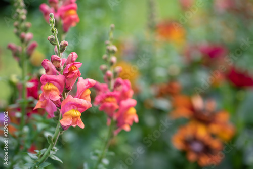 Purple antirrhinum or dragon flowers or snapdragons in a green flowers garden © Lianna Art