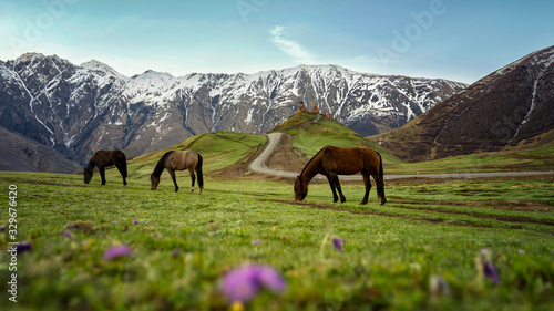 horses standing on a green meadow in the mountains of Kazbegi on the background Trinity Church