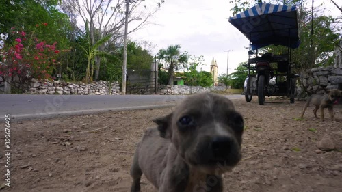 Street dog puppies at Chunkanan, Mexico photo