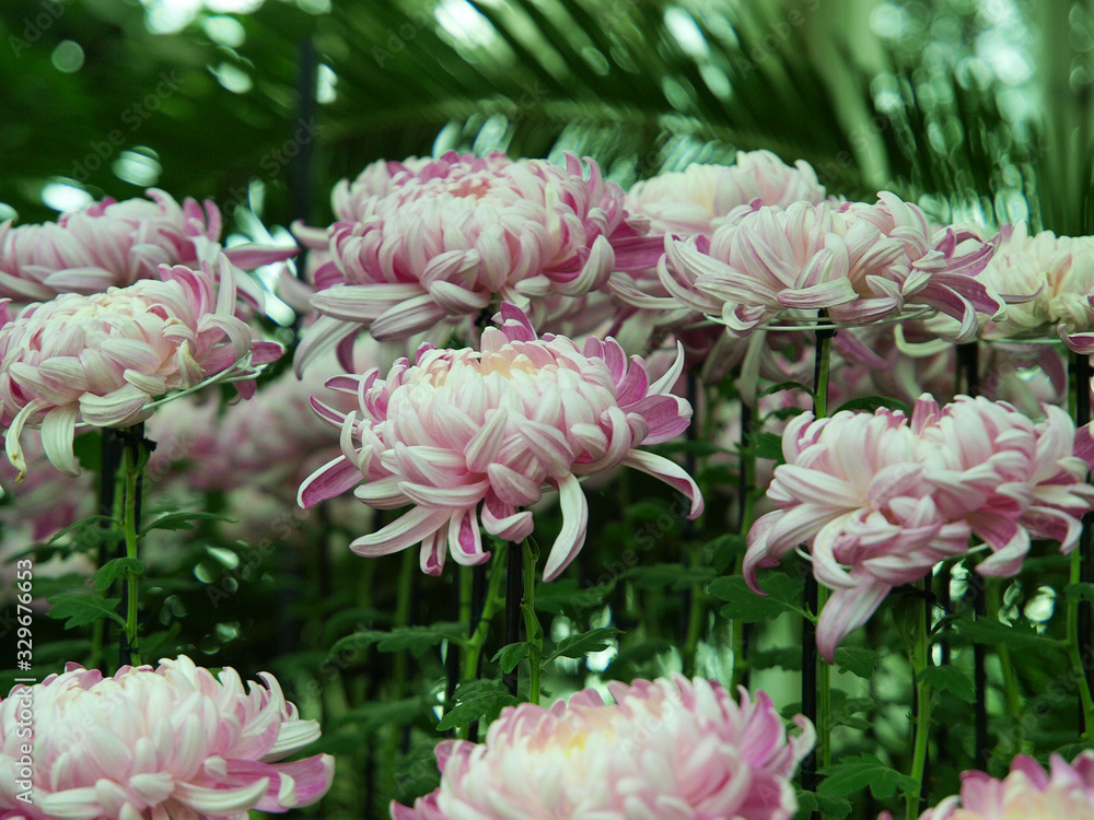 Japanese chrysanthemum of various colors known as Tomoenishiki 