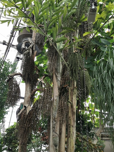 tree in thailand