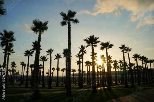 silhouettes of palm trees on a background of blue sky