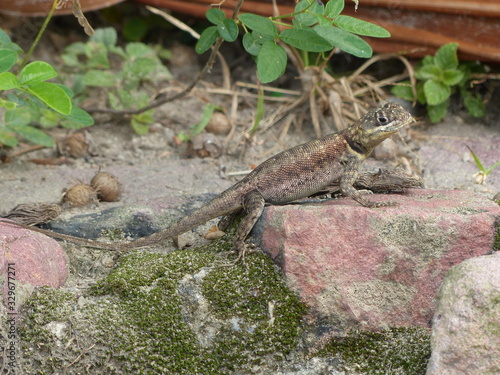 Tropidurus hispidus, Tropiduridae family. Amazon, Brazil photo