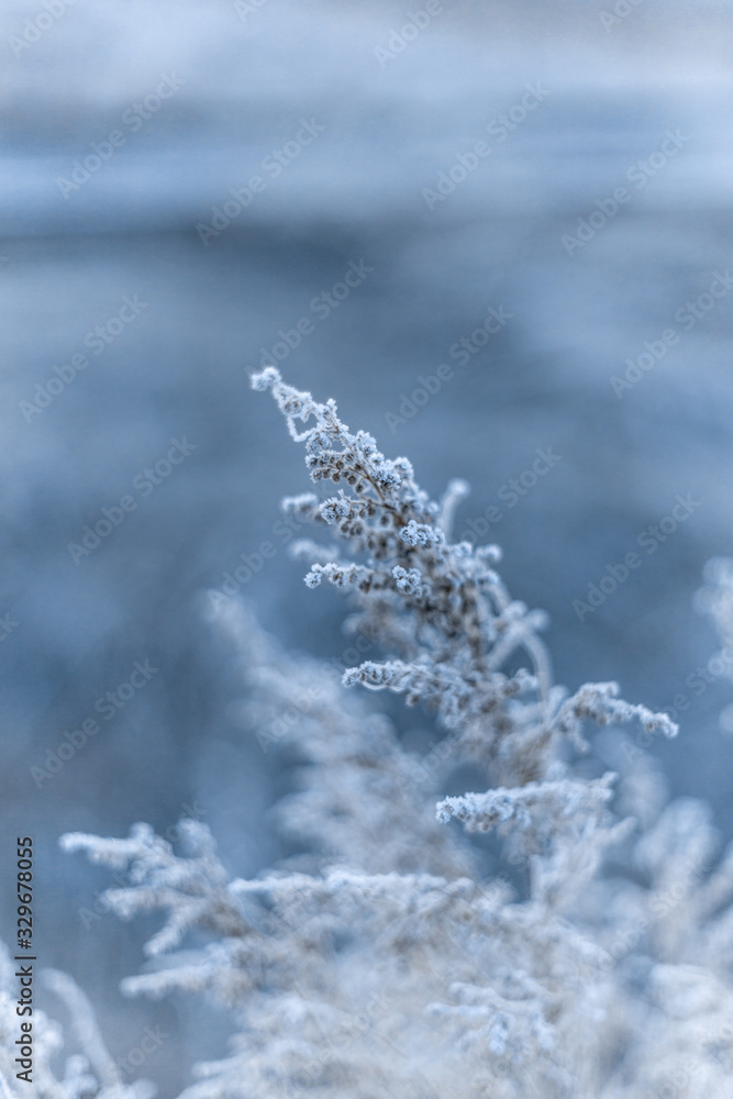 Frost covered grass in Yosemite Valley