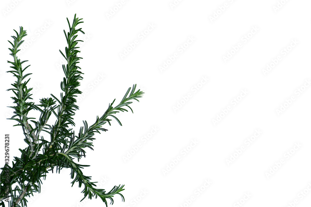 branch of a tree isolated on white background branch of a tree isolated on white background
