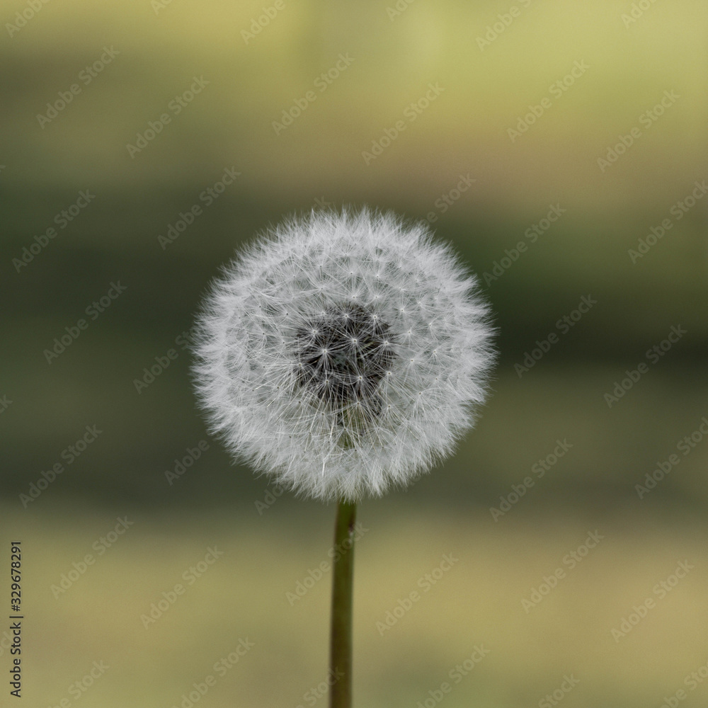 Obraz premium dandelion on green background