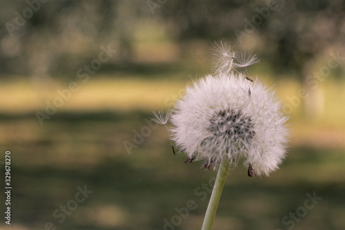 dandelion on green background