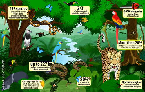 vector rainforest  infographic with animals illustration . Green Tropical Forest jungle with parrots, jaguar, boa, peccary, harpy, monkey, frog, toucan, anaconda and butterflies