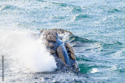 Whale watching from Valdes Peninsula,Argentina. Wildlife