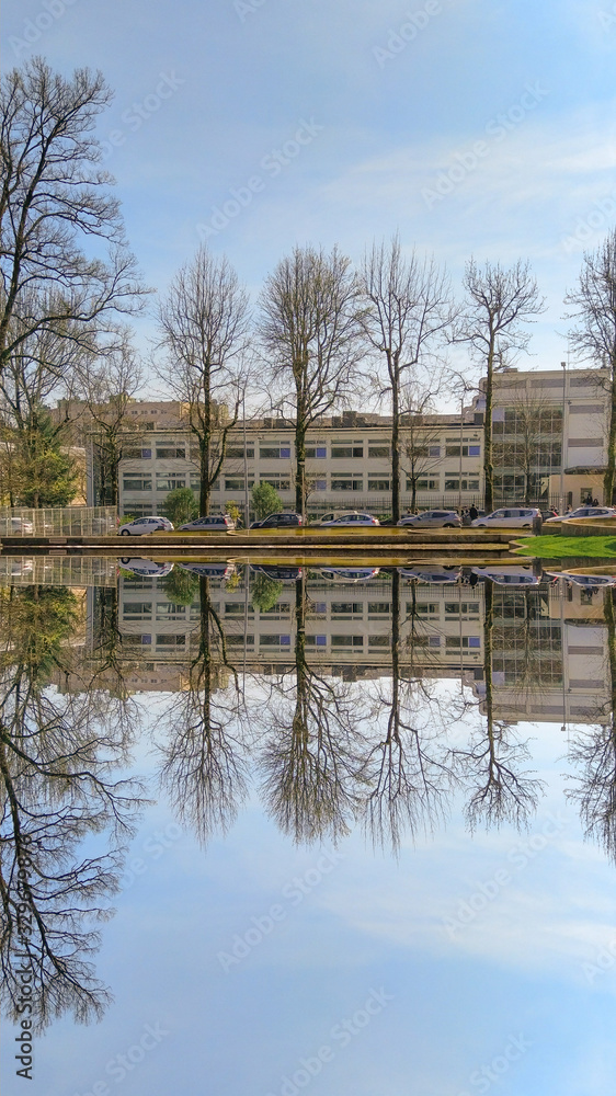 reflection of trees