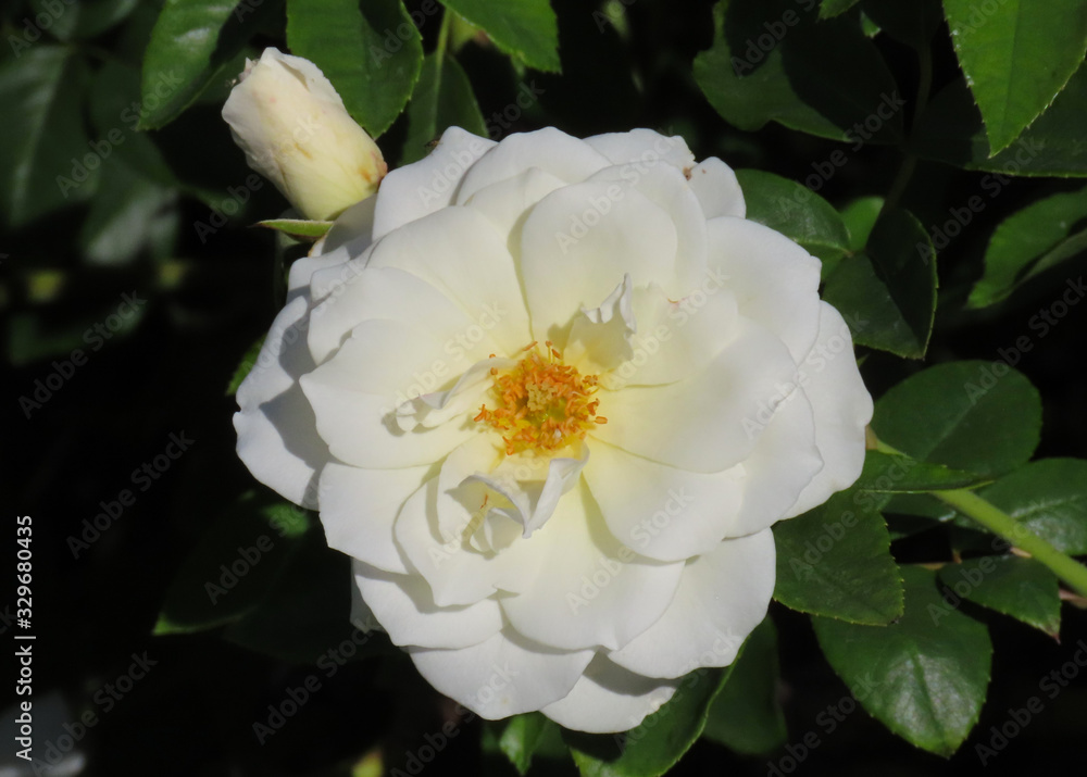 White rose with a green background White rose with a green background