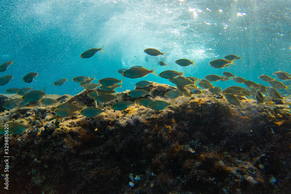 Naklejka premium Fishes in group