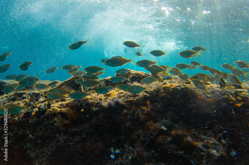 Fishes in group