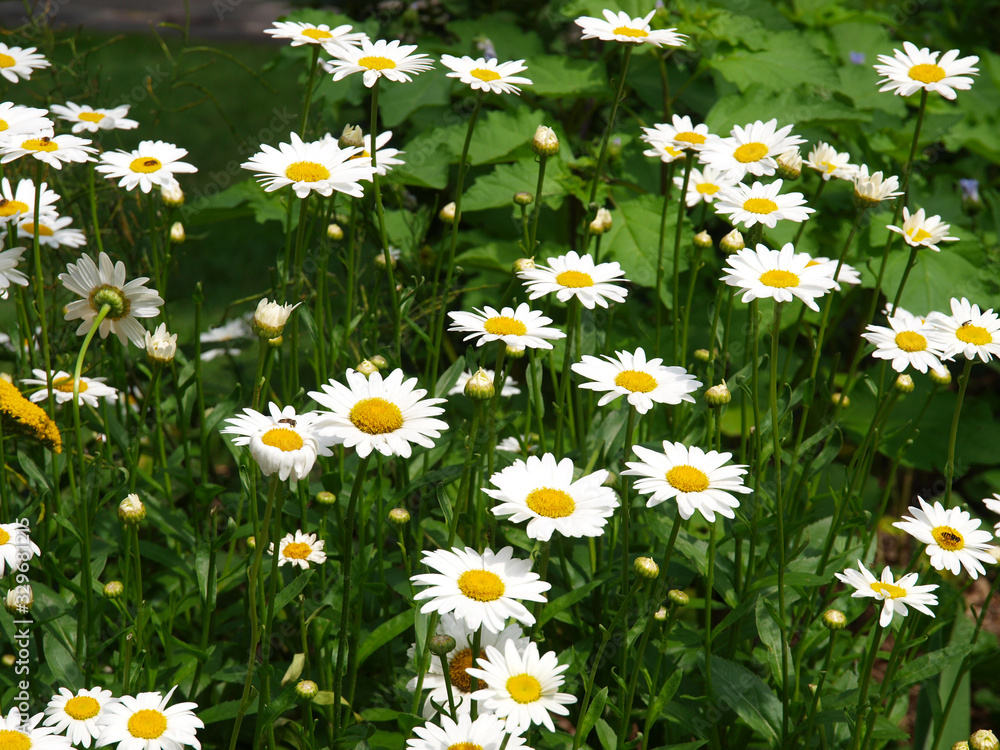 Fototapeta premium White flowers with a green background