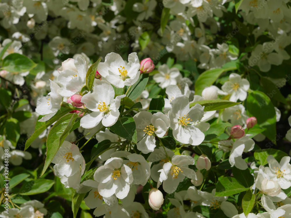 Obraz premium White flowers with a green background