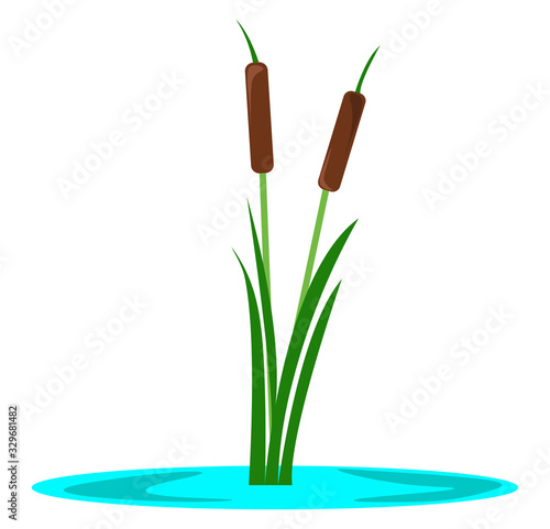 Cattail, illustration, vector on white background.