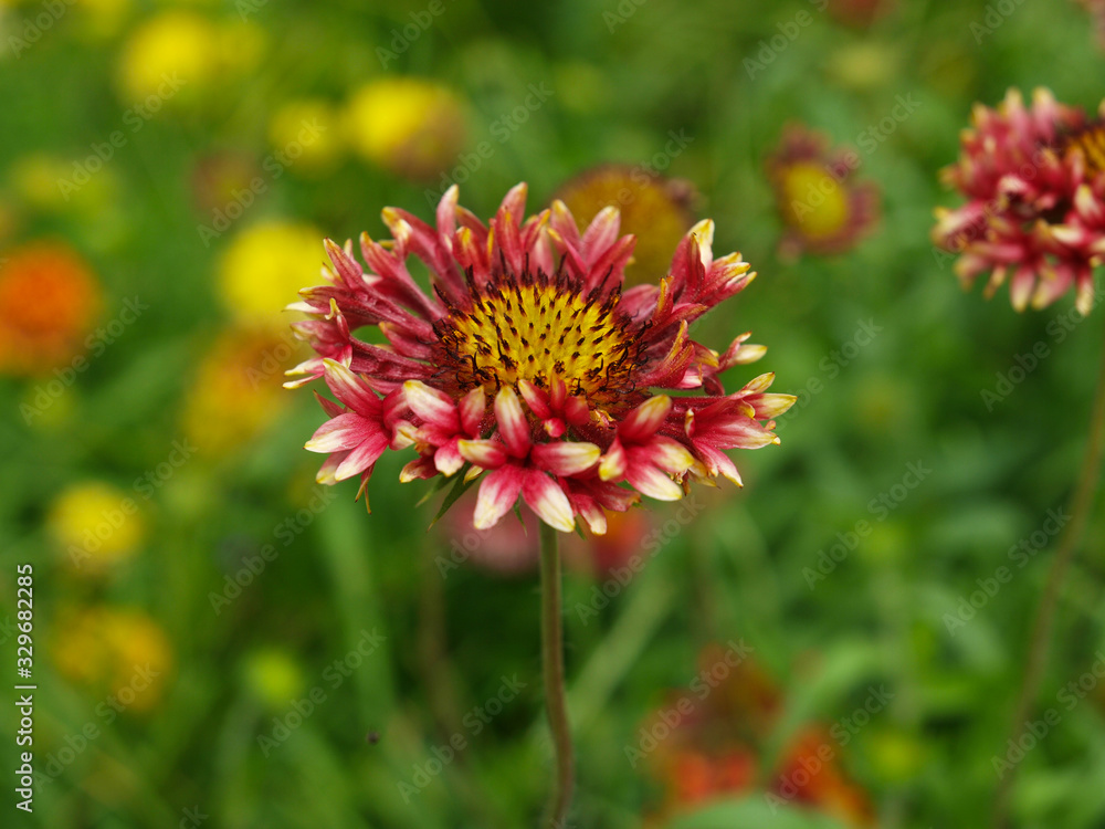 Red flower with a green background Red flower with a green background