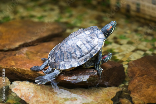 Pair of Turtles Copulating indoors in Water Basin.