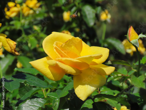 Yellow rose with a green background