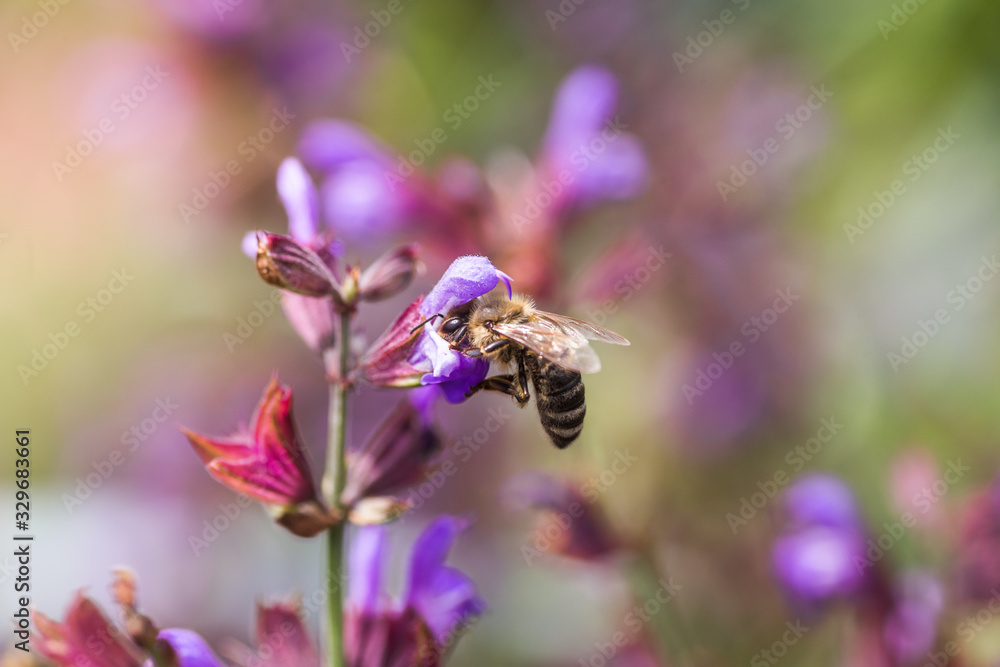 Fototapeta premium bee collects nectar Salvia pratensis, meadow clary or meadow sage purple flowers. Collection of herbs. Medicines from medicinal plants. concept Medicine