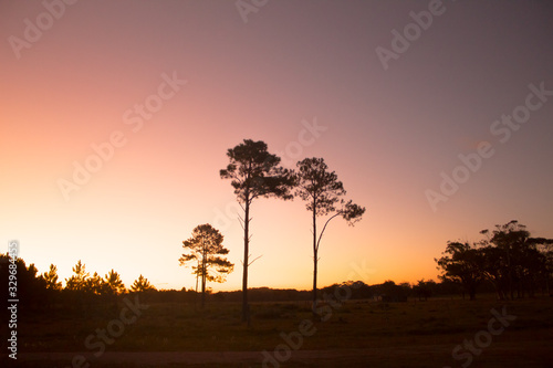 silhouette of a tree at sunset © Ignacio