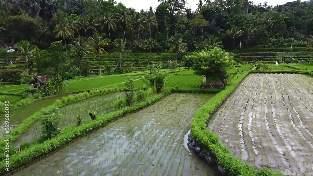 flyover the rice fields in a rural village in Bali Indonesia flyover the rice fields in a rural village in Bali Indonesia