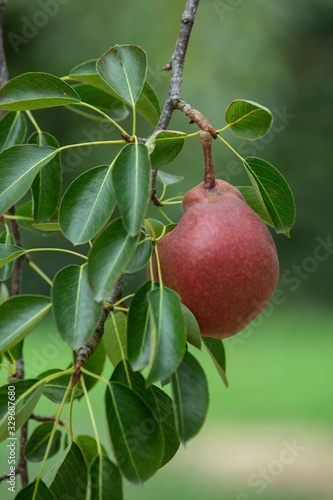 Fresh and juicy organic red pears hanging on a tree.