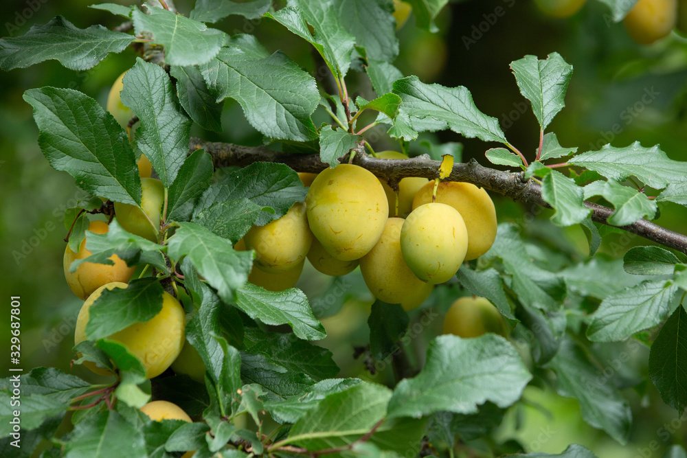 Fresh and juicy organic yellow plums hanging on a tree.