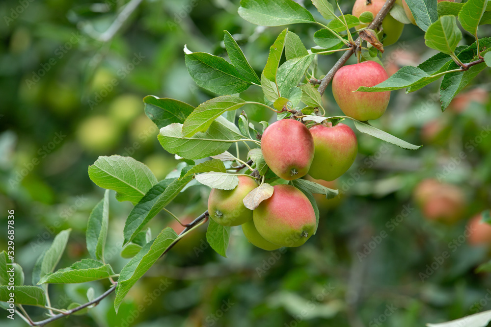 Fresh and juicy organic apples hanging on a tree in apple orchard. Fresh and juicy organic apples hanging on a tree in apple orchard.